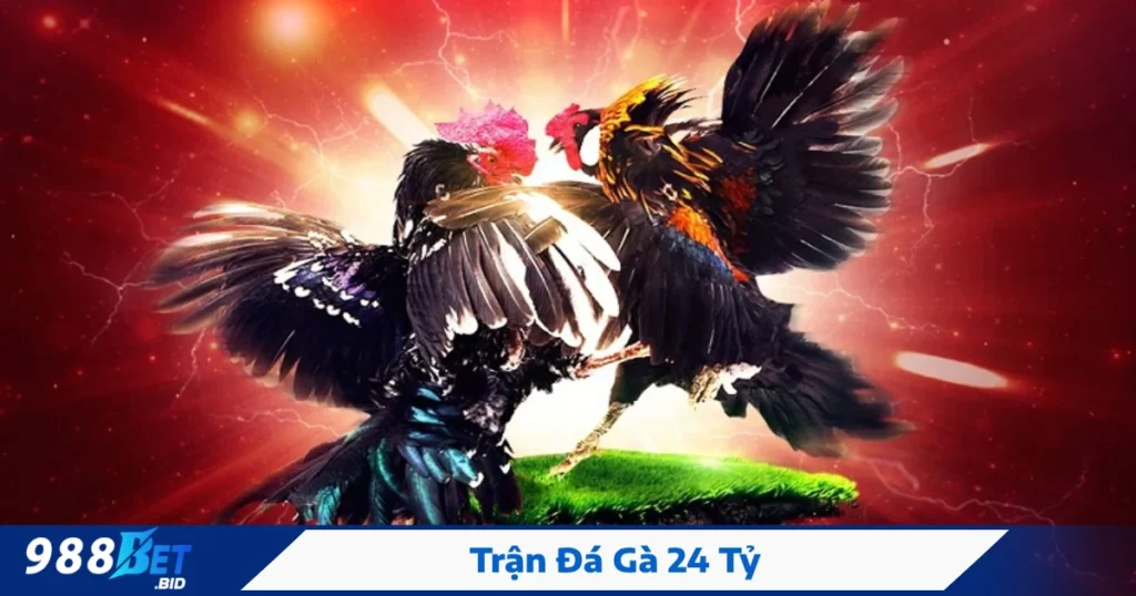 Cách xem và đặt cược trận đá gà 24 tỷ tại 988BET