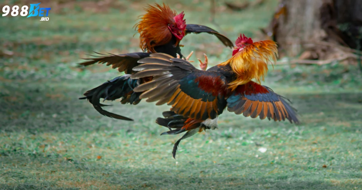 Trực Tiếp Đá Gà Tre 988BET – Xem Nhanh, Đặt Cược Liền Tay 2 Khái niệm về đá gà tre và những thông tin cần nắm