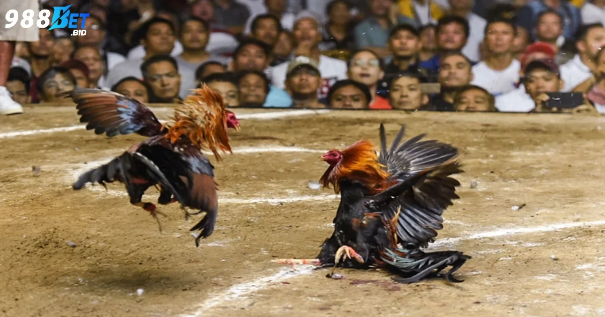 Trực Tiếp Đá Gà Tre 988BET – Xem Nhanh, Đặt Cược Liền Tay 4 Tiêu chí đánh giá trận đấu trực tiếp đá gà tre